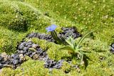 Gentiana karelinii