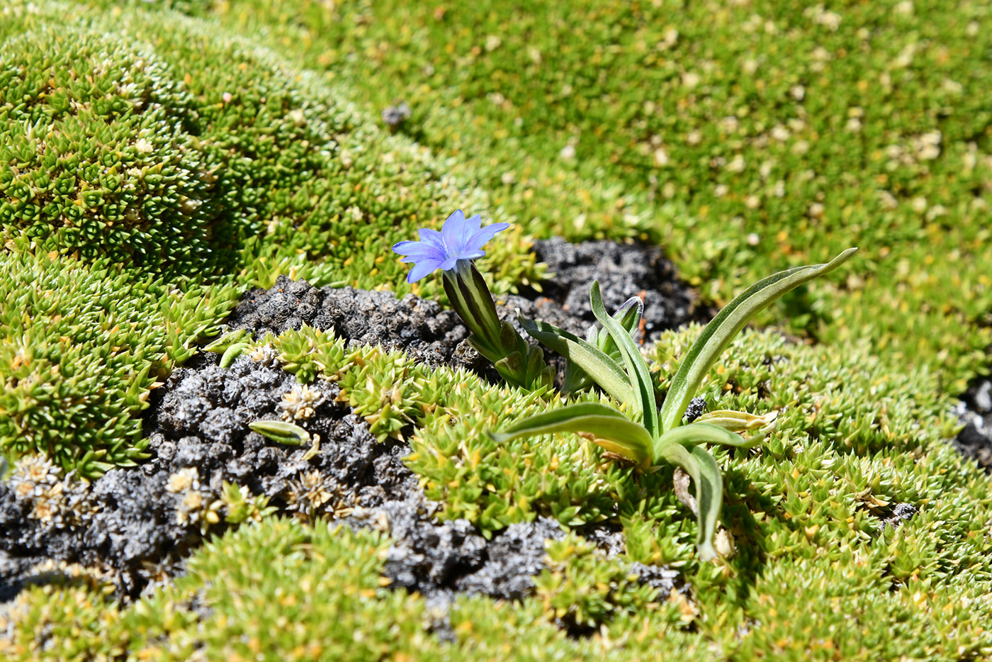 Изображение особи Gentiana karelinii.