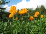 Trollius altaicus