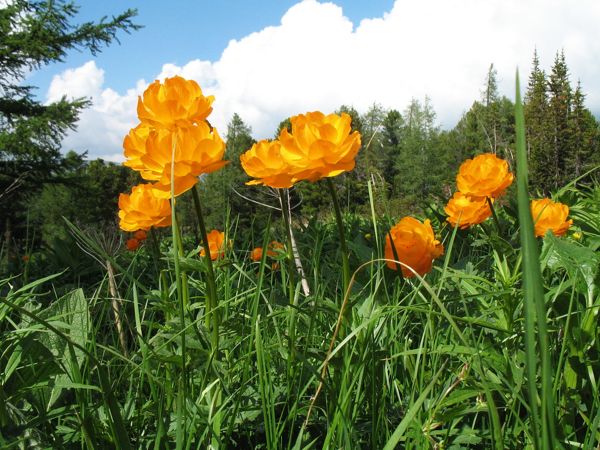 Изображение особи Trollius altaicus.