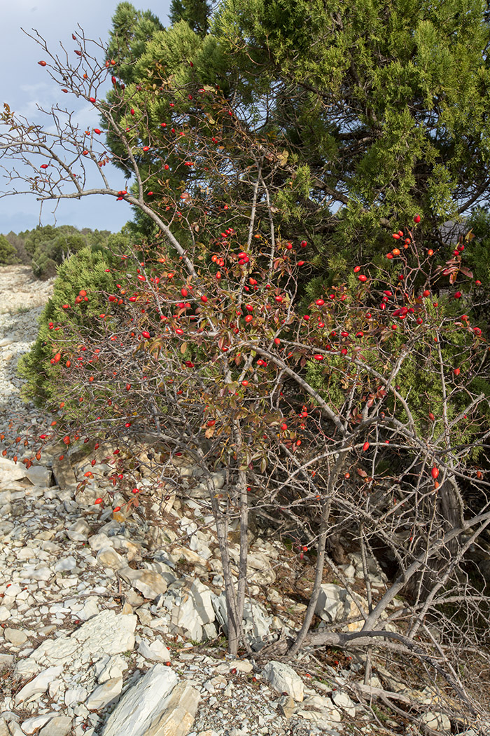 Image of genus Rosa specimen.