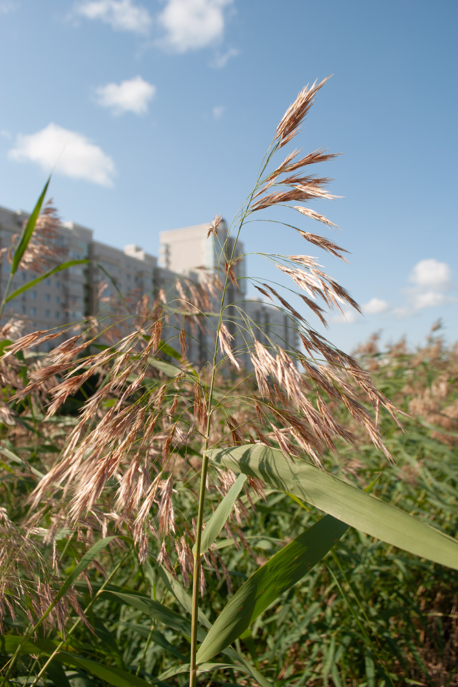 Image of Phragmites australis specimen.