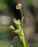 Boerhavia diffusa