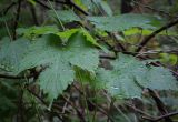 Humulus lupulus. Листья в каплях дождя. Пермский край, г. Пермь, Индустриальный р-н, сырой хвойный лес. 04.08.2023.