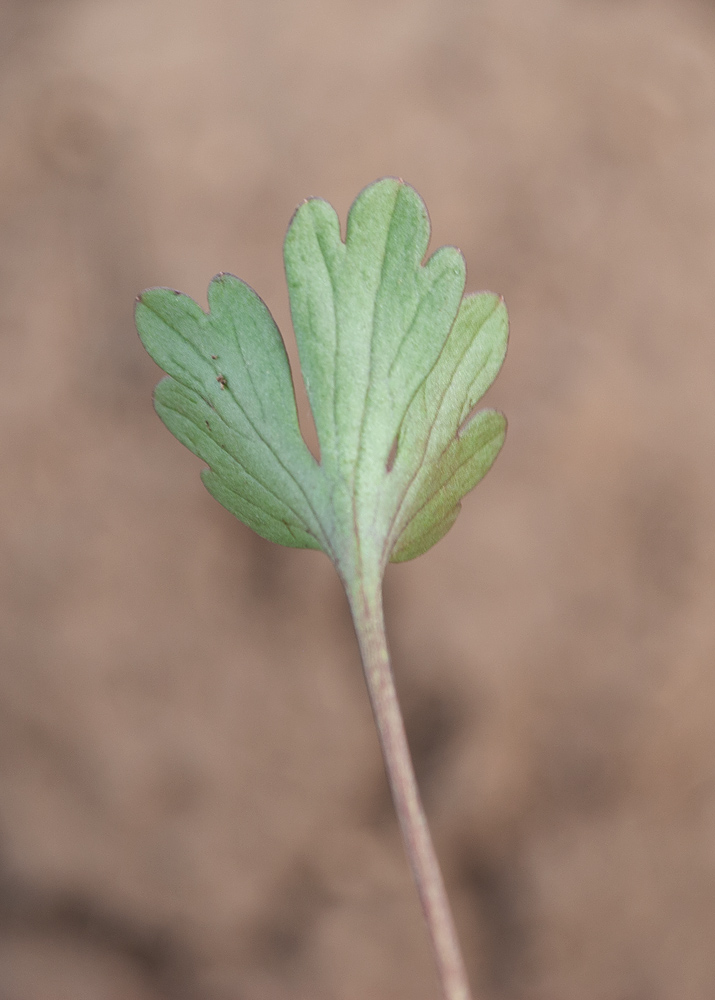 Изображение особи Ranunculus polyrhizos.