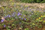 Campanula rotundifolia. Цветущие растения в сообществе с Fragaria, Medicago falcata и Anthyllis vulneraria s.l. Новгородская обл., геологический памятник \"Ильменский глинт\", окр. дер. Ретлё, побережье оз. Ильмень, моховая пустошь на известняке на месте выемки горной породы. 25.07.2023.