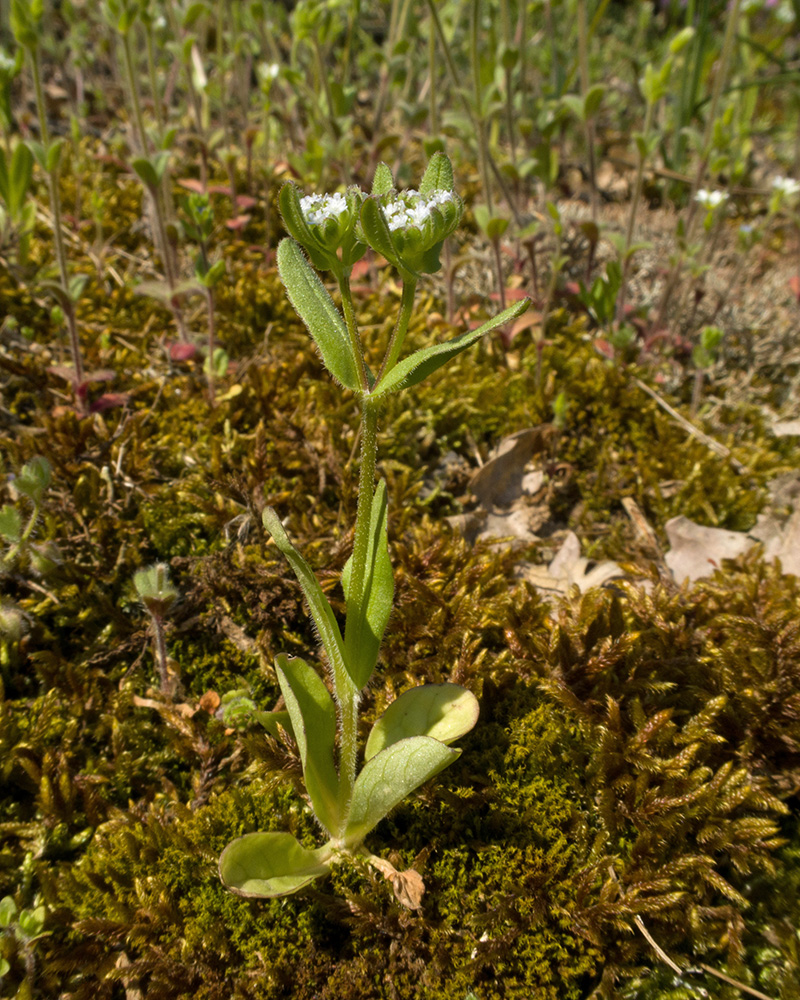 Изображение особи Valerianella turgida.