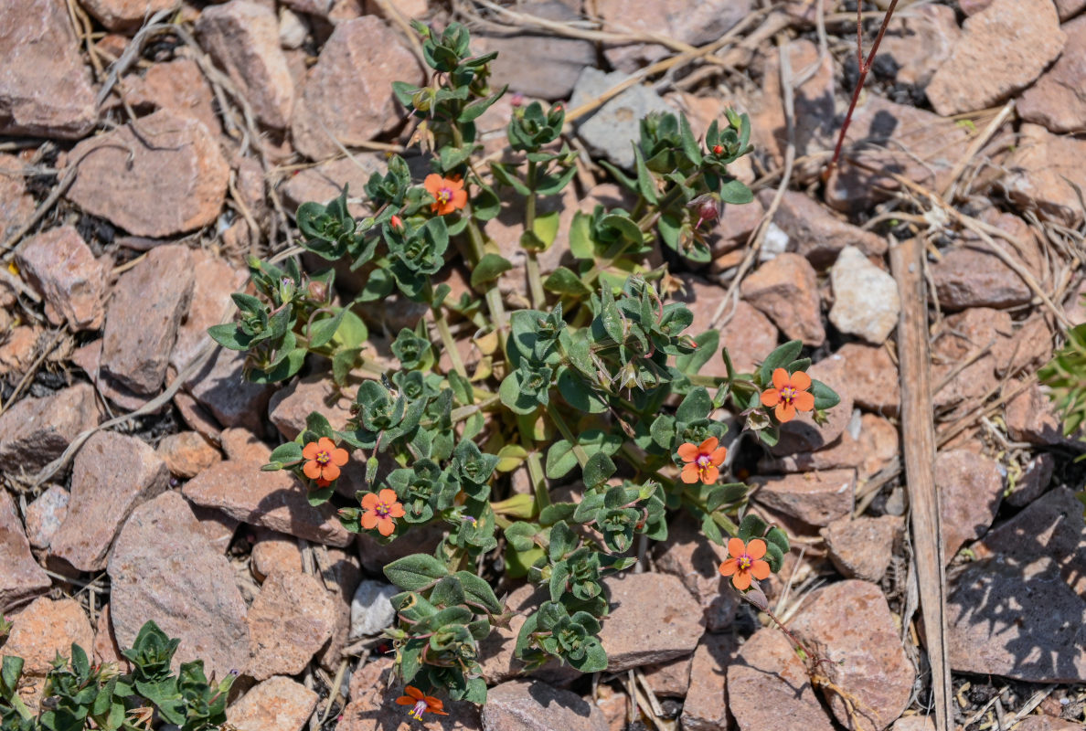 Image of Anagallis arvensis specimen.