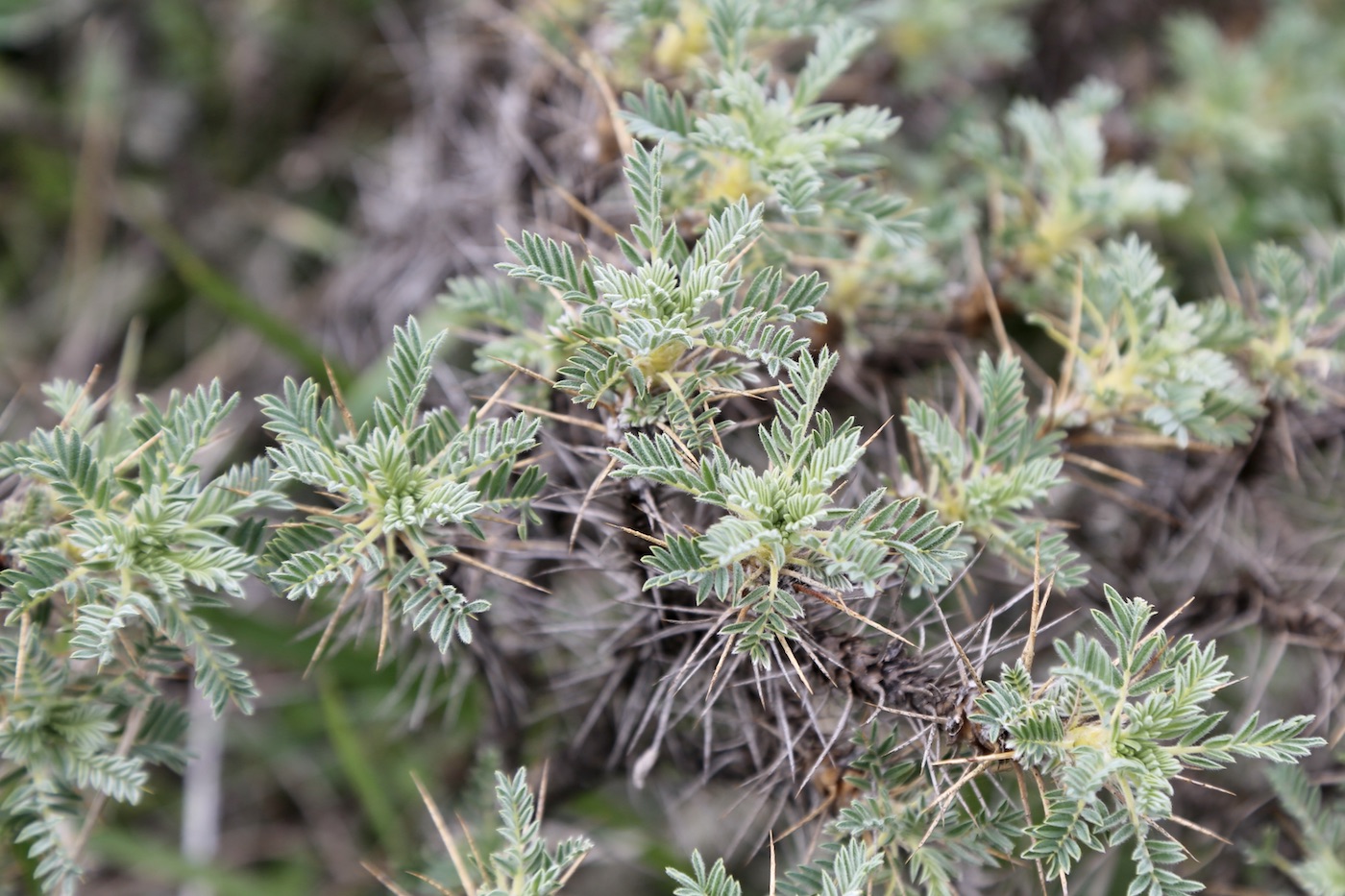 Изображение особи Astragalus denudatus.