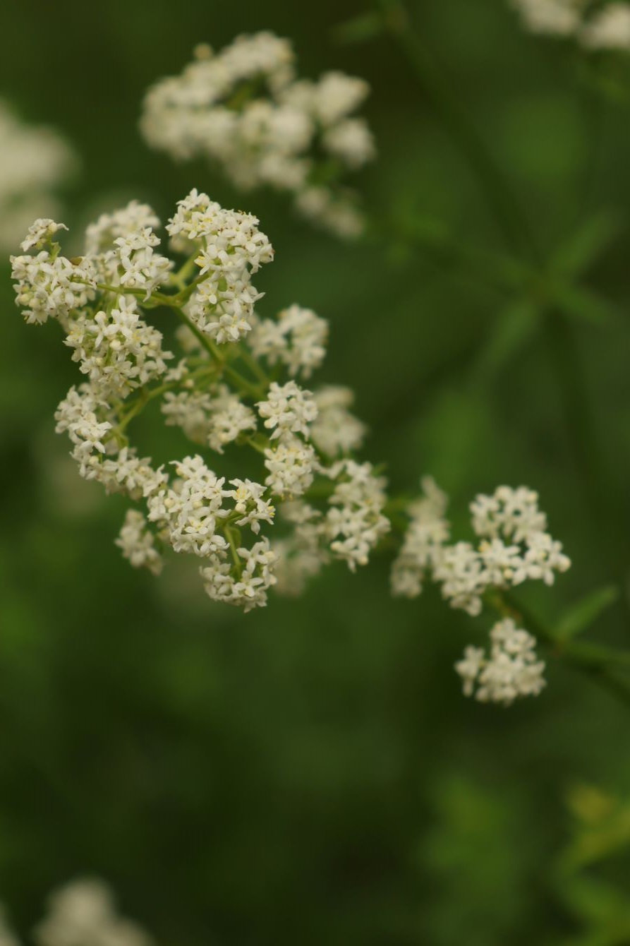 Image of Galium boreale specimen.