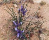 Iris tenuifolia