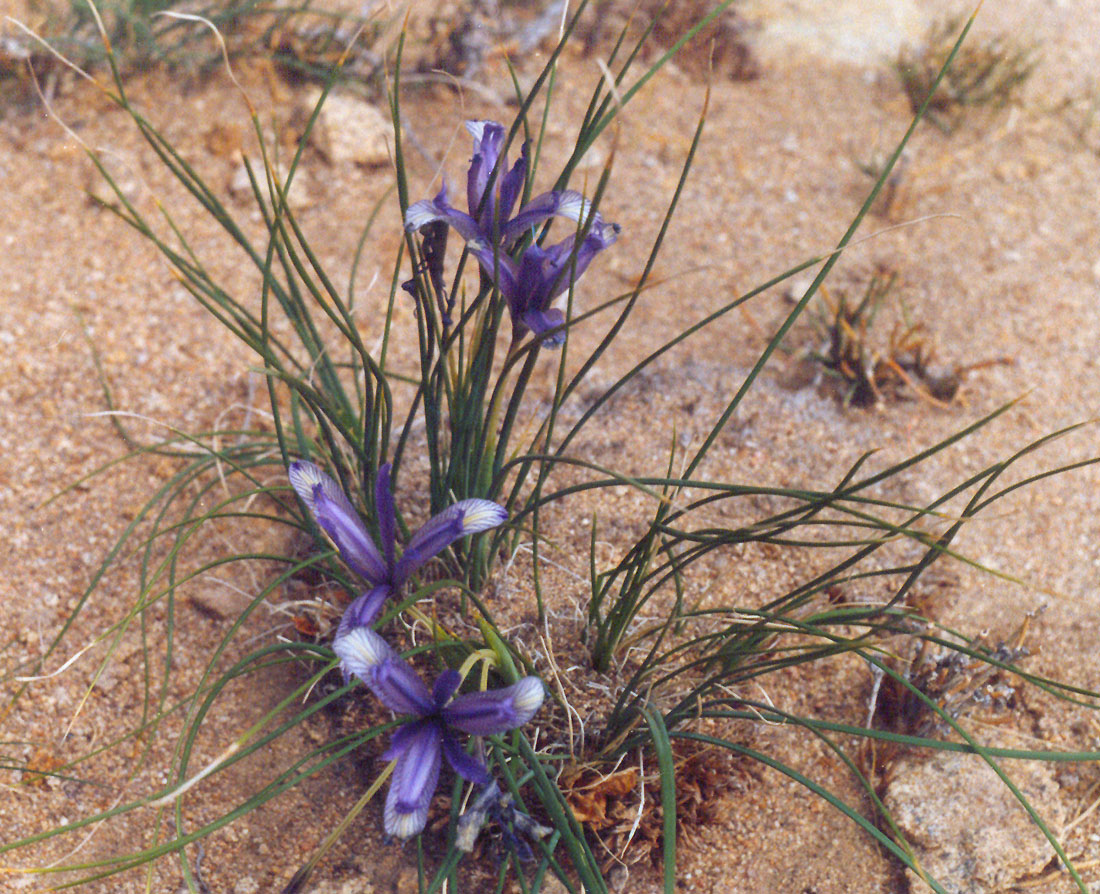Изображение особи Iris tenuifolia.