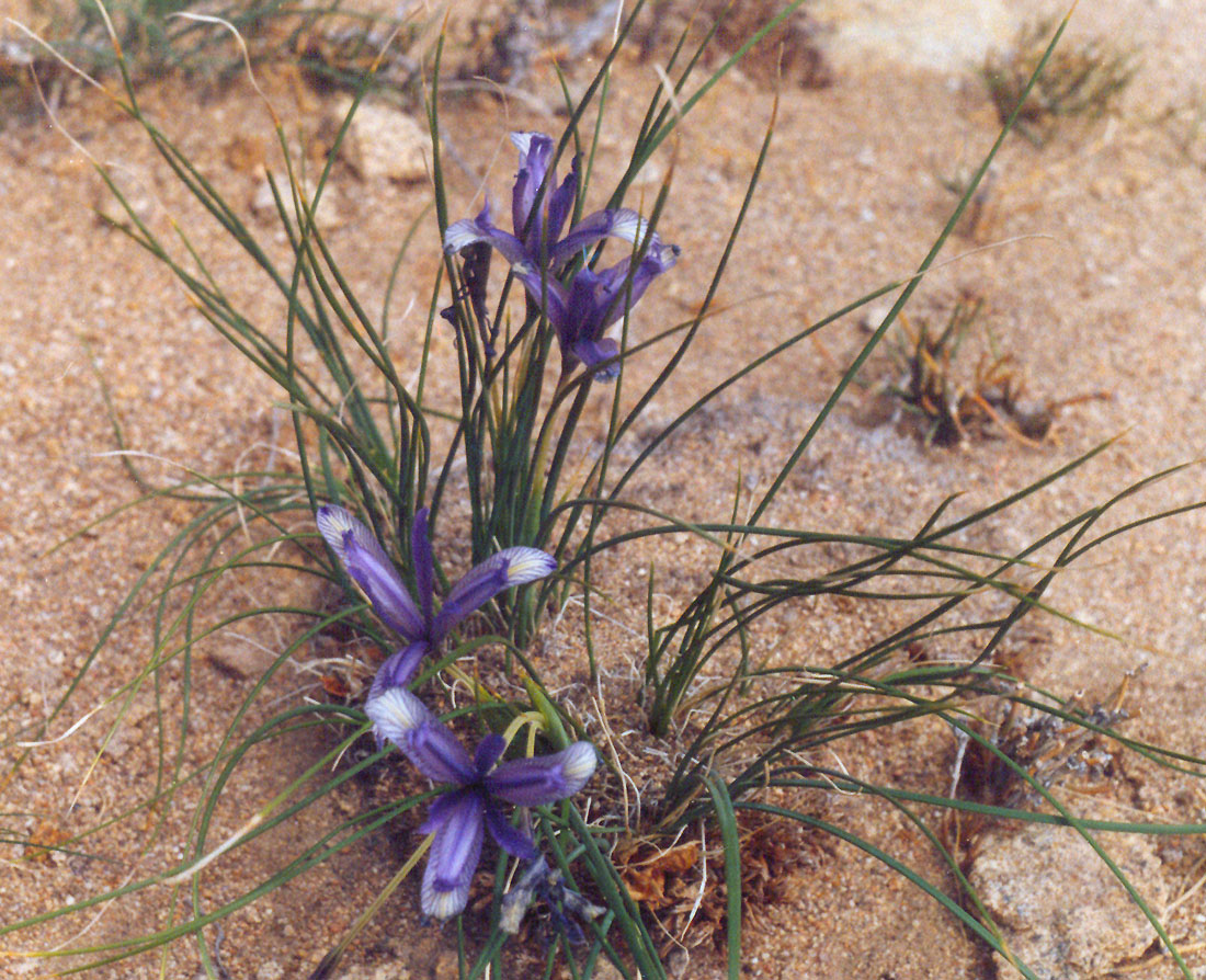 Image of Iris tenuifolia specimen.