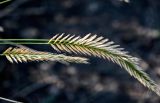 Agropyron pectinatum