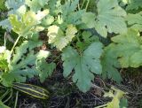 Cucurbita pepo