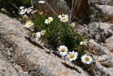 Richteria pyrethroides