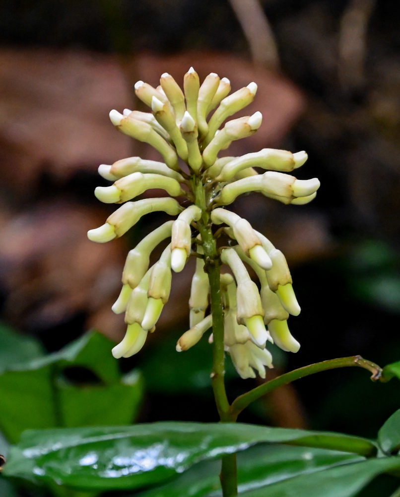 Image of Euchresta tubulosa specimen.