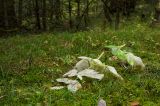 Archangelica officinalis