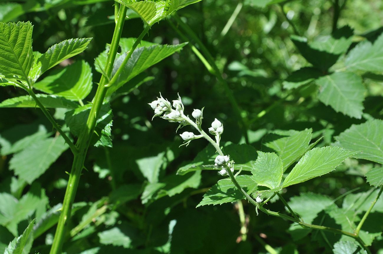 Изображение особи род Rubus.
