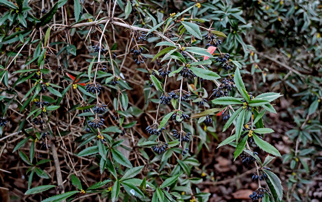 Image of Berberis julianae specimen.