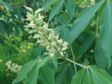 Aesculus glabra