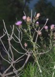 Ptilostemon chamaepeuce. Верхушка цветущего растения (слева — погибшая Pinus brutia). Турция, пров. Мугла, р-н Даламан, округ Капукаргын, п-ов Капыдаг, бухта Явансу (Yavansu Koyu), берег Средиземного моря, маквис. 04.05.2025.