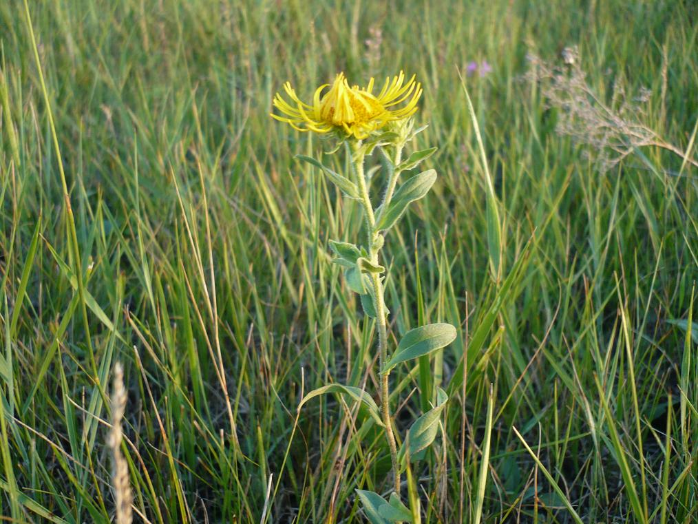 Image of Inula britannica specimen.