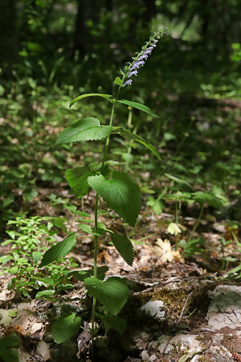 Изображение особи Scutellaria altissima.