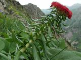 Rhodiola linearifolia