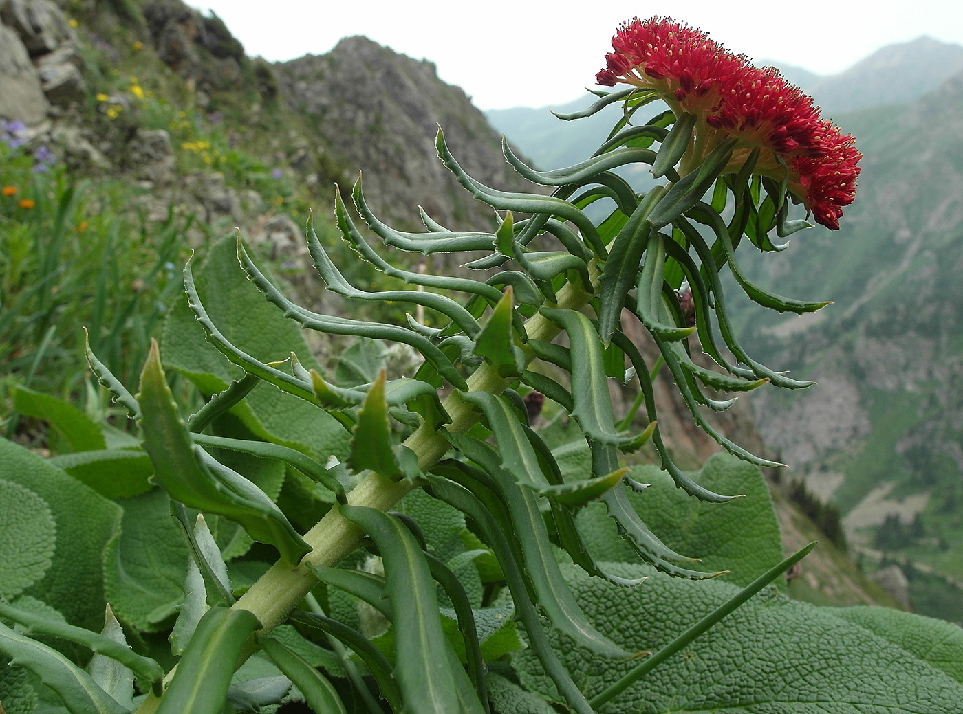 Image of Rhodiola linearifolia specimen.
