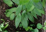Actinidia kolomikta