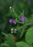 genus Carduus