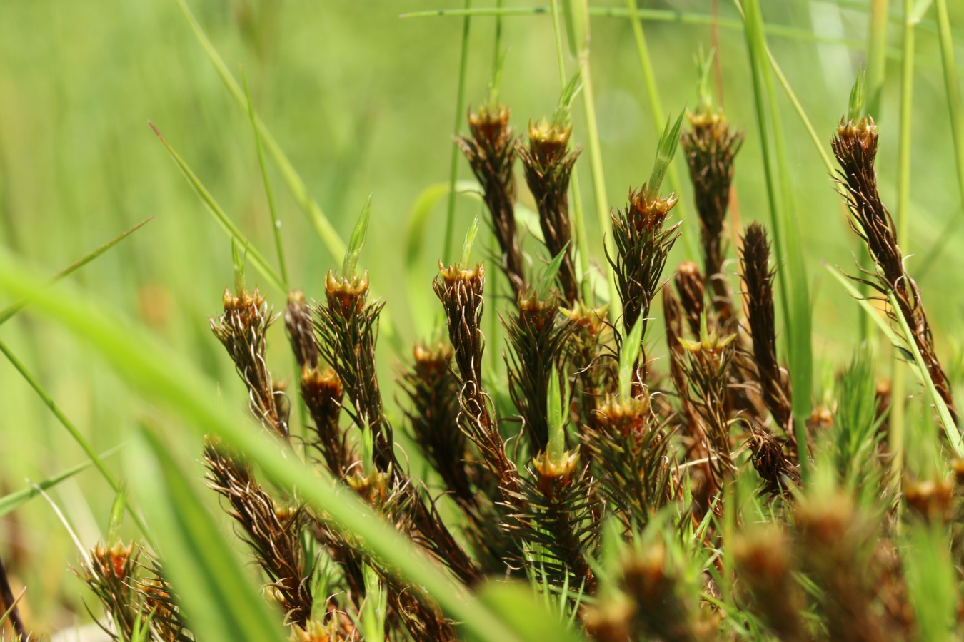 Изображение особи Polytrichum swartzii.