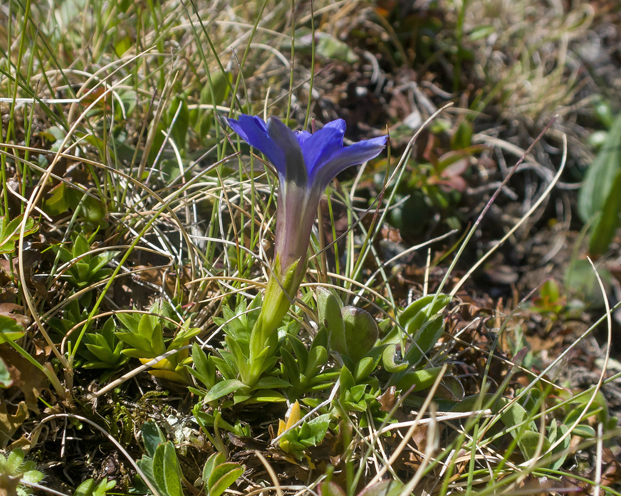 Image of Gentiana dshimilensis specimen.