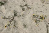 Hieracium umbellatum разновидность dunale. Цветущие растения. Ленинградская обл., Кингисеппский р-н, окр. дер. Выбье, песчаный береговой вал, тыльная сторона. 13.07.2025.