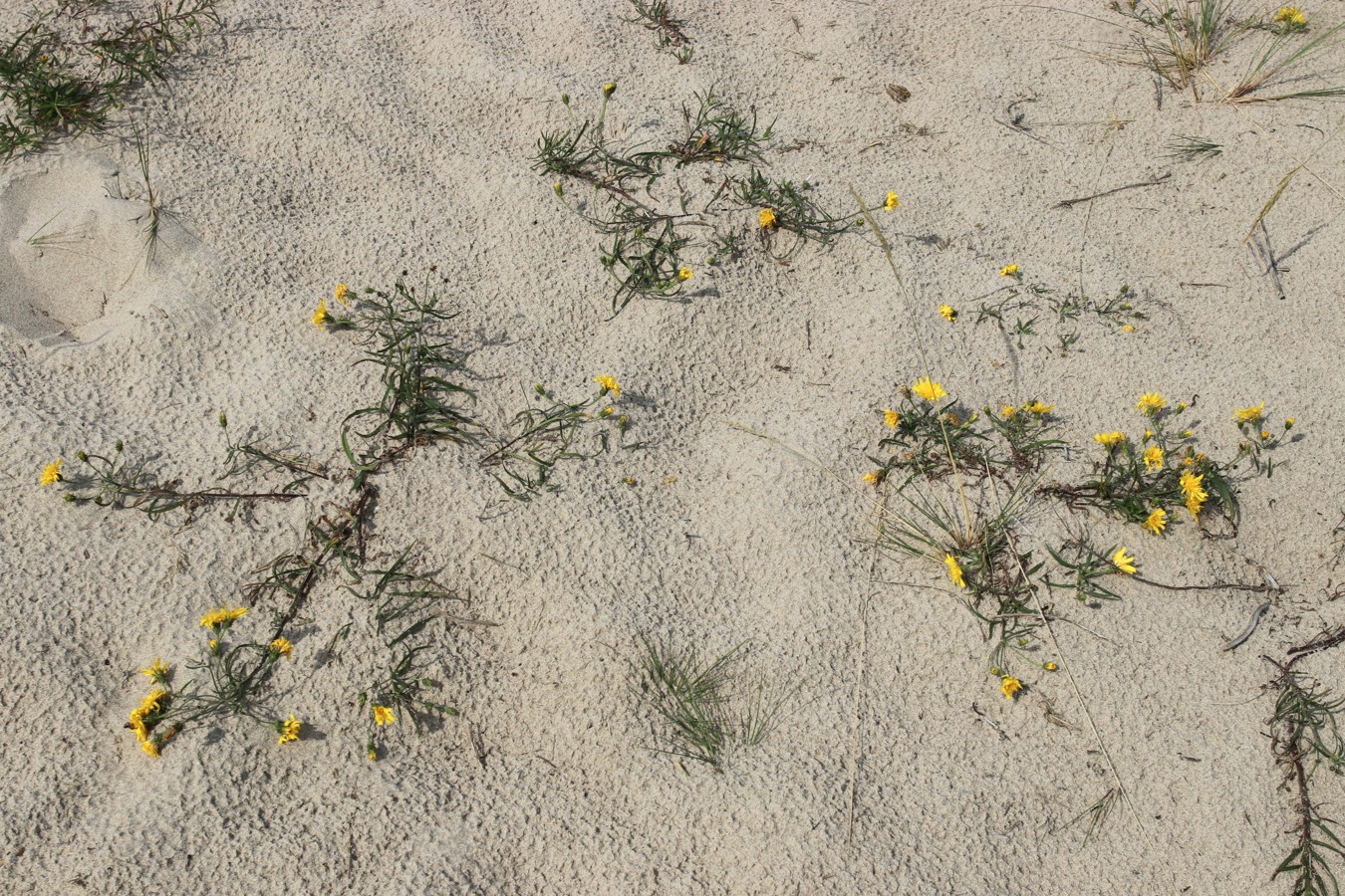 Изображение особи Hieracium umbellatum var. dunale.