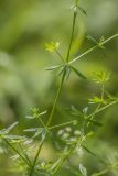 Galium mollugo