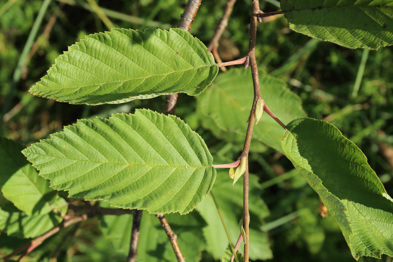 Image of Alnus incana specimen.