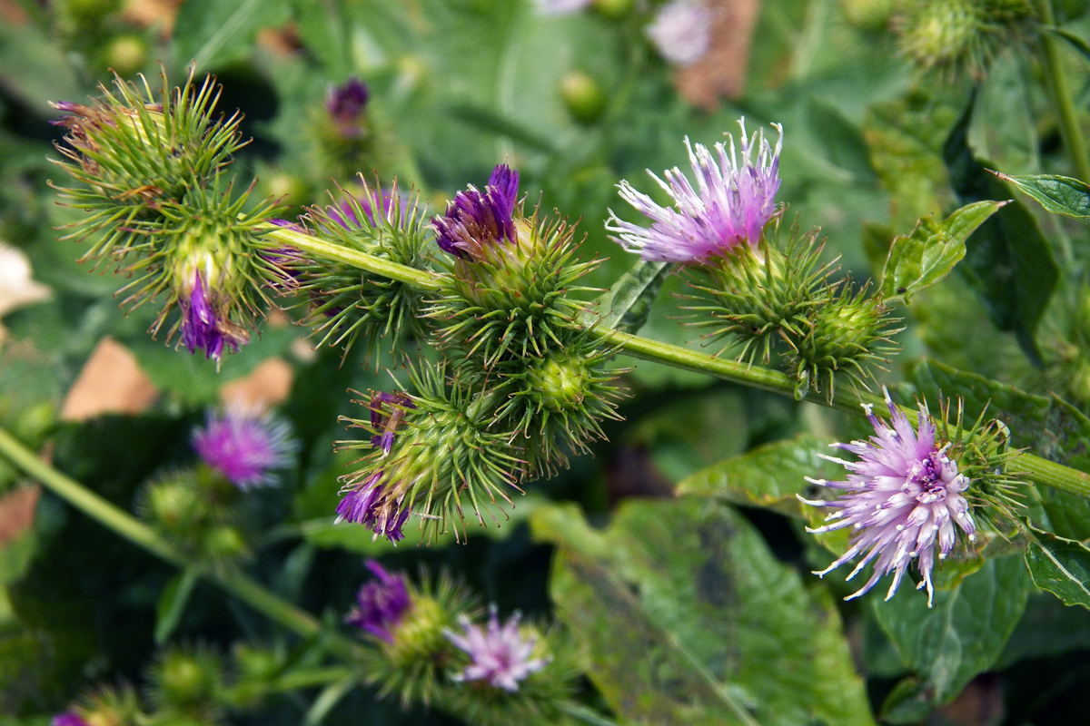 Image of genus Arctium specimen.