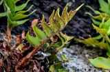Cyrtomium falcatum. Вайя с сорусами (вид на абаксиальную поверхность). Португалия, Азорские о-ва, о-в Сан-Мигел, г. Понта-Делгада, каменистое побережье. 11.08.2025.