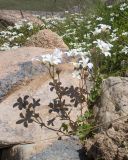 Saxifraga sibirica