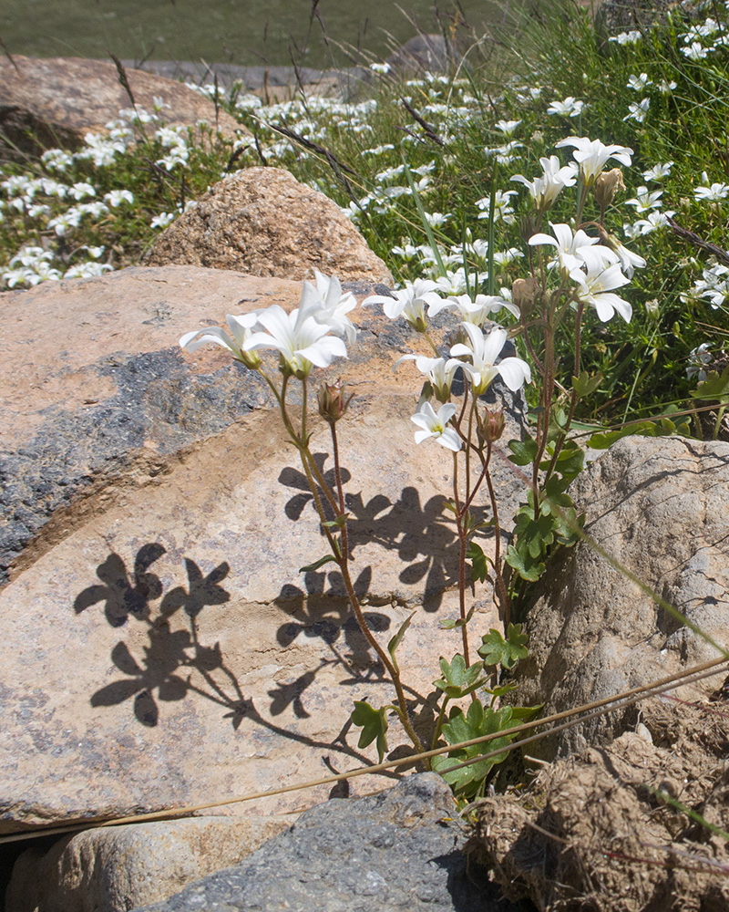 Image of Saxifraga sibirica specimen.