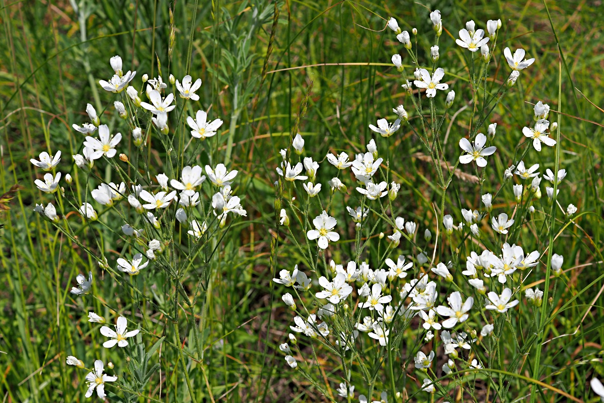 Image of Eremogone biebersteinii specimen.