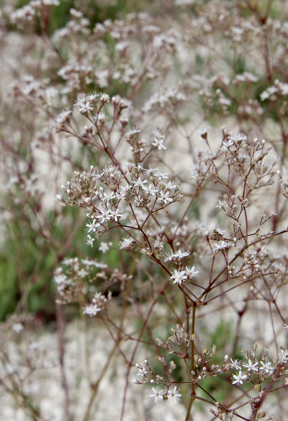 Image of Gypsophila altissima specimen.