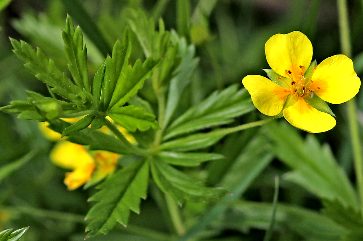 Image of Potentilla erecta specimen.