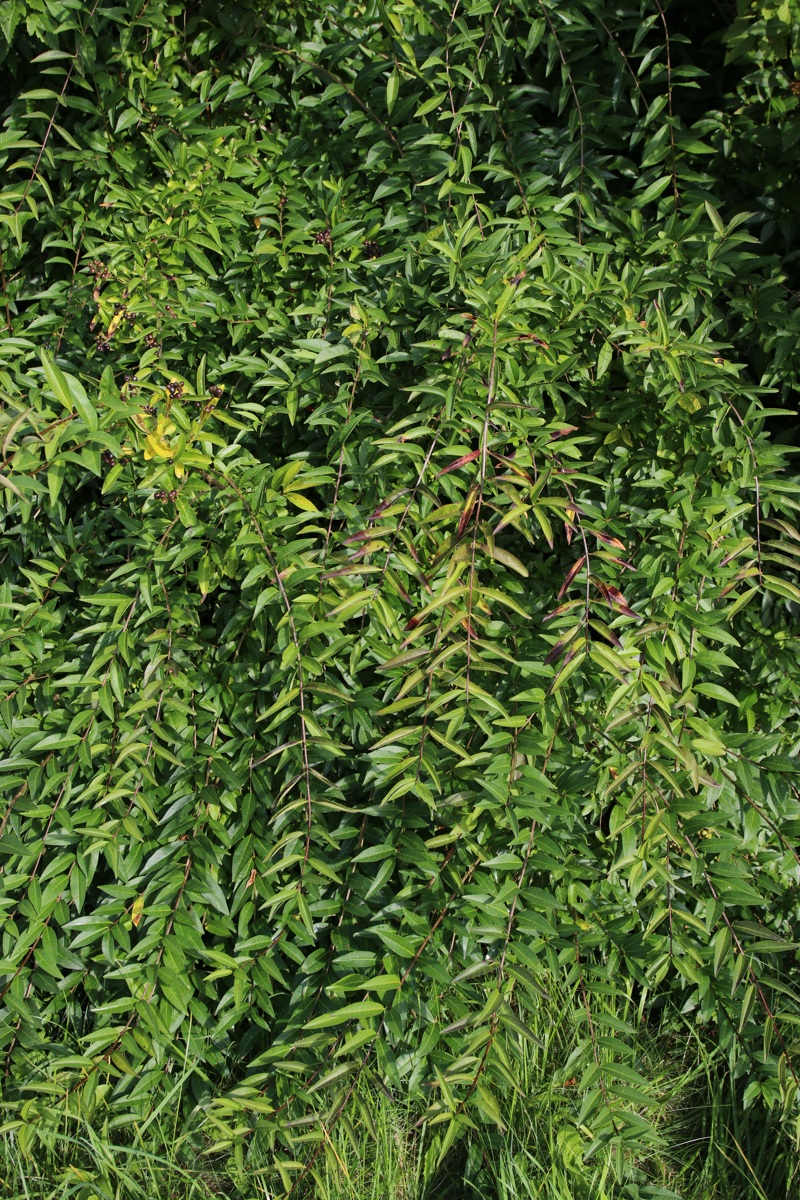 Image of genus Ligustrum specimen.