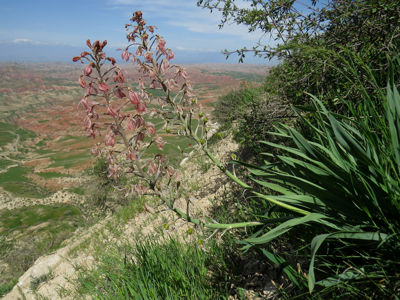 Image of Eremurus alberti specimen.