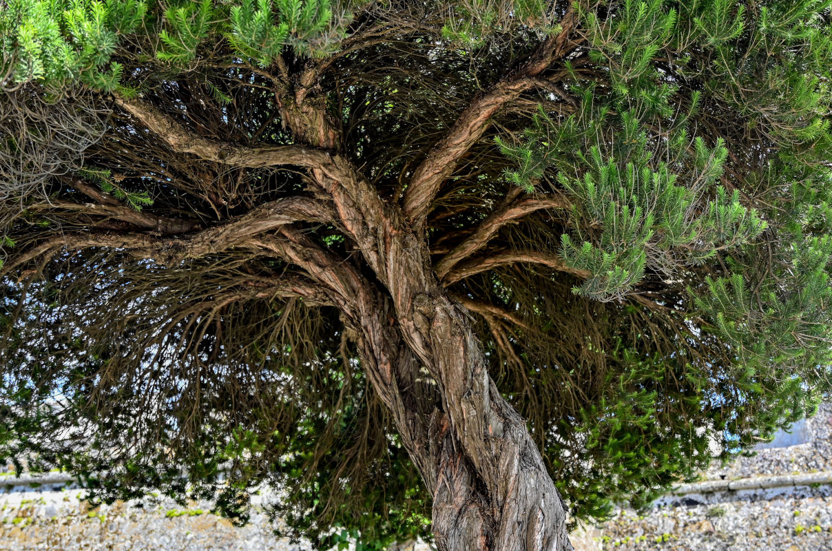 Изображение особи Melaleuca alternifolia.
