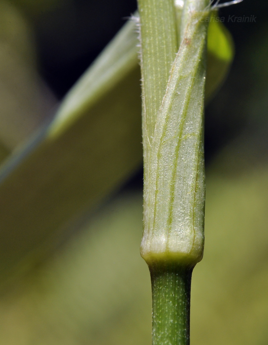 Изображение особи род Commelina.