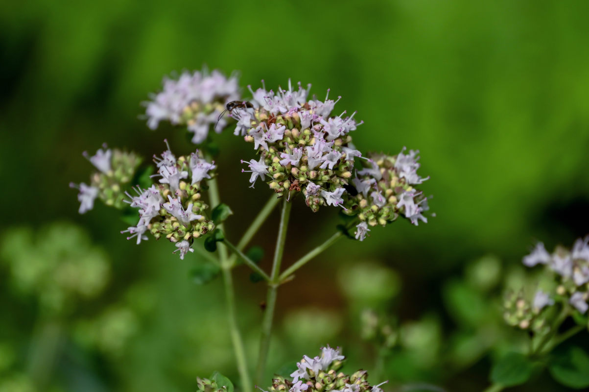 Изображение особи Origanum vulgare.
